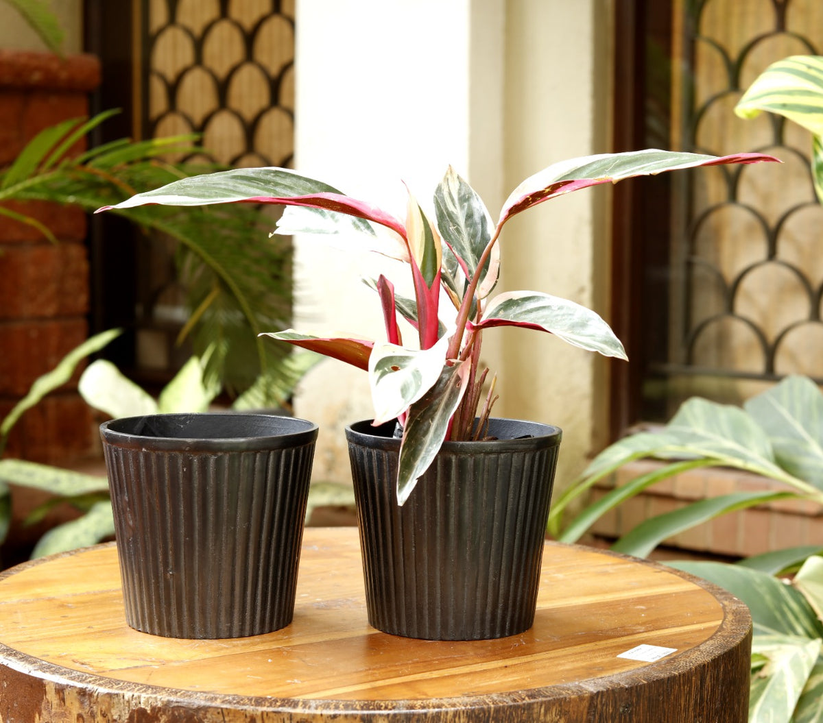 Votives